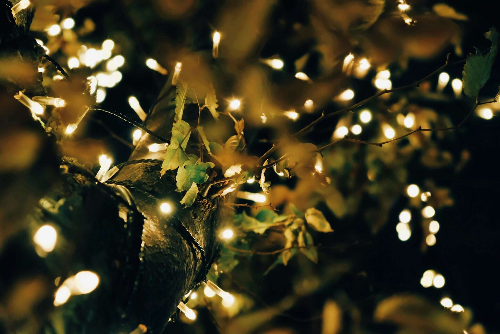 Outdoor decorative LED lights on a tree branch – LED lighting trends in UAE 2026